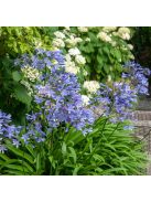 Szerelemvirág / Agapanthus africanus ’Dr Brouwer