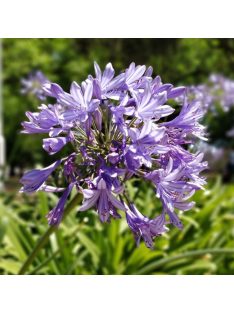 Szerelemvirág / Agapanthus ’Kobold