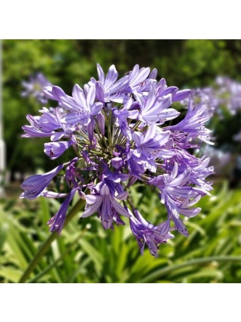 Szerelemvirág / Agapanthus ’Kobold