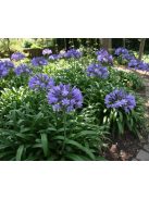 Szerelemvirág / Agapanthus ’Kobold