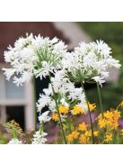 Szerelemvirág / Agapanthus ’Polar ice