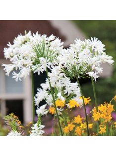 Szerelemvirág / Agapanthus ’Polar ice