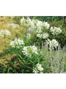 Szerelemvirág / Agapanthus ’Polar ice
