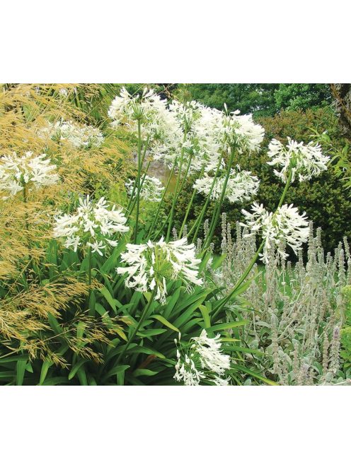 Szerelemvirág / Agapanthus ’Polar ice