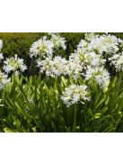 Szerelemvirág / Agapanthus ’Polar ice