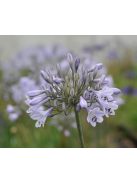 Szerelemvirág / Agapanthus ’Silberpfeil