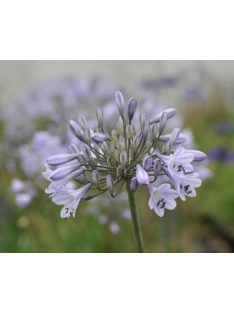 Szerelemvirág / Agapanthus ’Silberpfeil