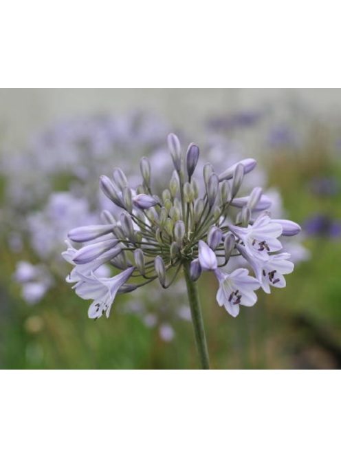 Szerelemvirág / Agapanthus ’Silberpfeil