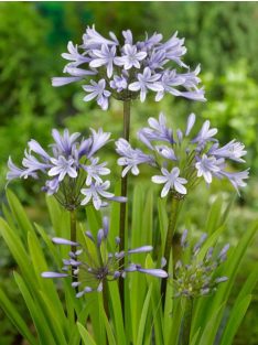 Szerelemvirág / Agapanthus ’Silberpfeil