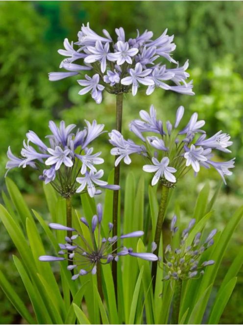 Szerelemvirág / Agapanthus ’Silberpfeil