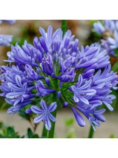Szerelemvirág / Agapanthus ’Sunfield