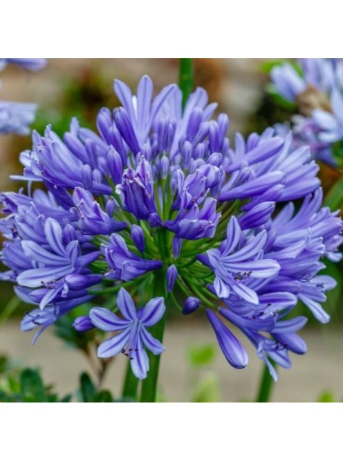 Szerelemvirág / Agapanthus ’Sunfield