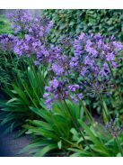 Szerelemvirág / Agapanthus ’Sunfield