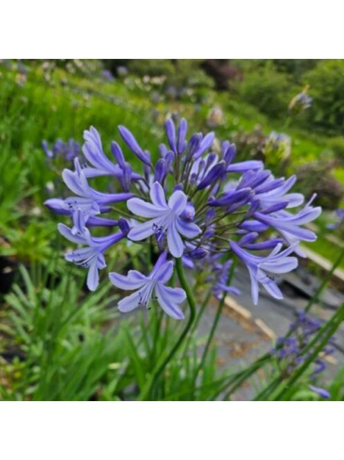 Szerelemvirág / Agapanthus ’Sunfield