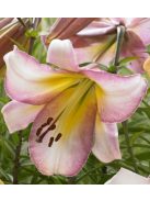 Liliom / Lilium ’Beijing Moon