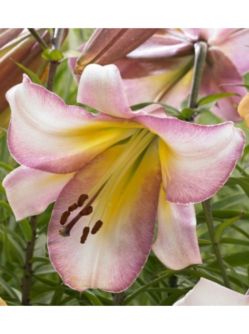 Liliom / Lilium ’Beijing Moon