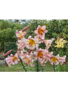 Liliom / Lilium ’Beijing Moon