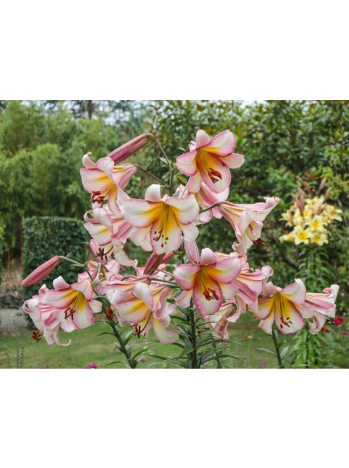 Liliom / Lilium ’Beijing Moon