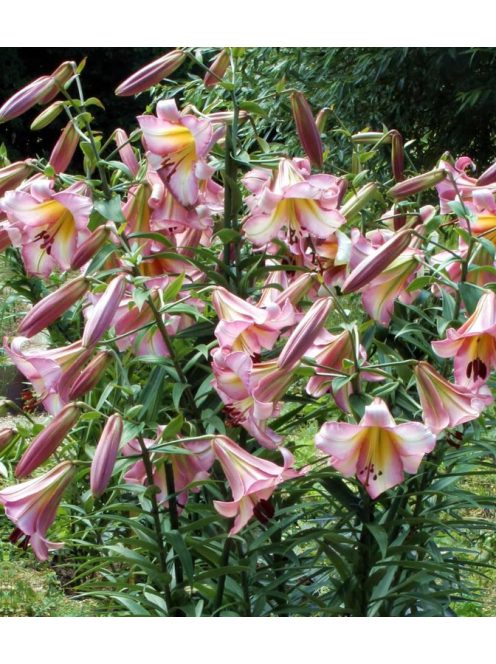 Liliom / Lilium ’Beijing Moon
