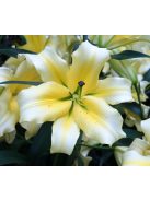 Liliom / Lilium ’Conca d’Or