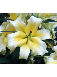 Liliom / Lilium ’Conca d’Or