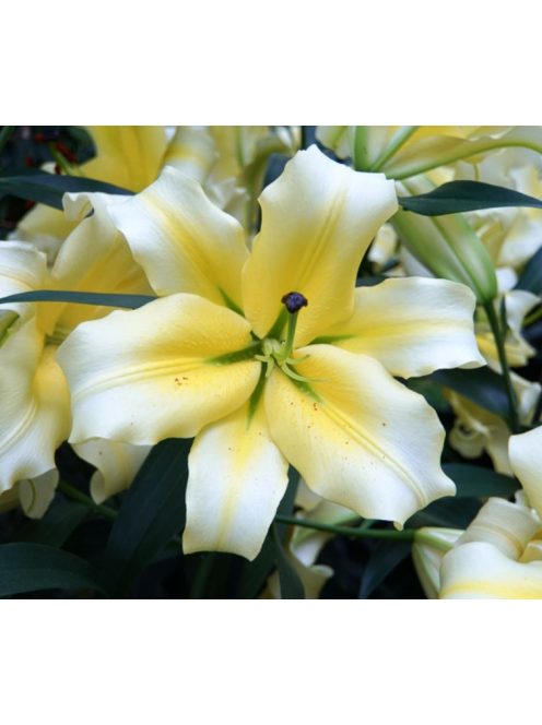Liliom / Lilium ’Conca d’Or