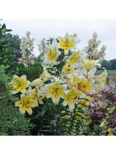 Liliom / Lilium ’Conca d’Or