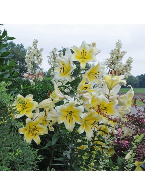 Liliom / Lilium ’Conca d’Or