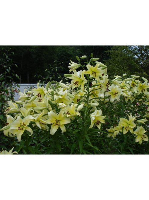 Liliom / Lilium ’Conca d’Or