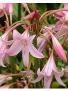 Ernyősliliom / Crinum powellii ’Rosea