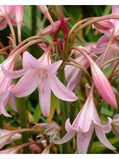 Ernyősliliom / Crinum powellii ’Rosea