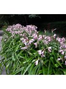 Ernyősliliom / Crinum powellii ’Rosea