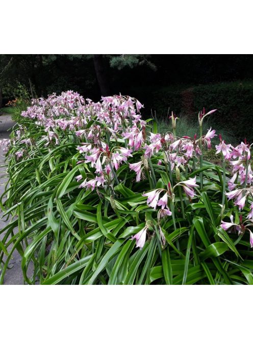Ernyősliliom / Crinum powellii ’Rosea