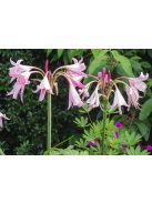 Ernyősliliom / Crinum powellii ’Rosea
