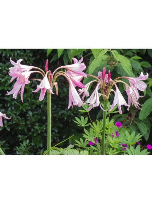 Ernyősliliom / Crinum powellii ’Rosea