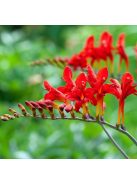 Sáfrányfű / Crocosmia Lucifer