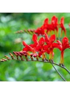 Sáfrányfű / Crocosmia Lucifer