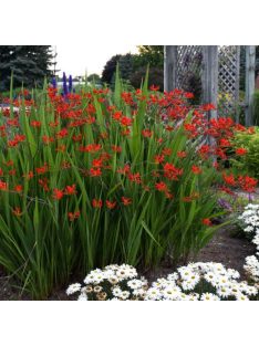 Sáfrányfű / Crocosmia Lucifer
