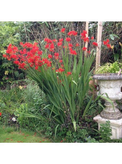 Sáfrányfű / Crocosmia Lucifer
