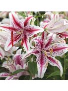 Liliom / Lilium ’Dizzy