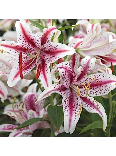 Liliom / Lilium ’Dizzy