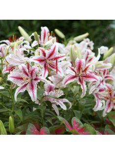 Liliom / Lilium ’Dizzy