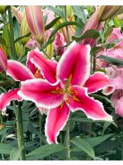 Liliom / Lilium ’El Capitan