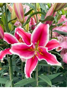 Liliom / Lilium ’El Capitan