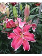 Liliom / Lilium ’El Capitan