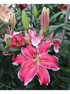 Liliom / Lilium ’El Capitan