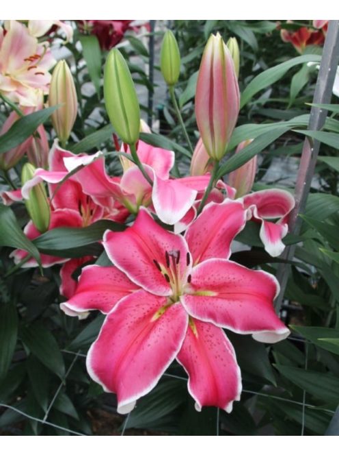 Liliom / Lilium ’El Capitan
