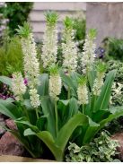 Üstökliliom, fehér / Eucomis autumnalis 