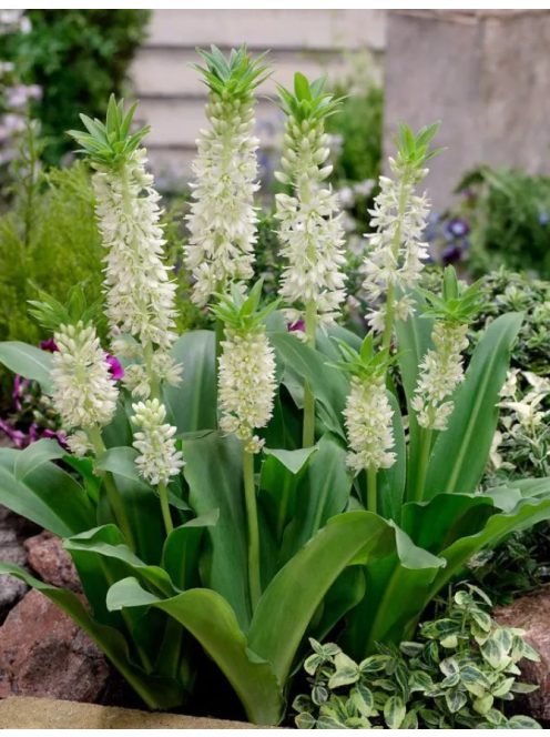 Üstökliliom, fehér / Eucomis autumnalis 