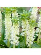 Üstökliliom, fehér / Eucomis autumnalis 